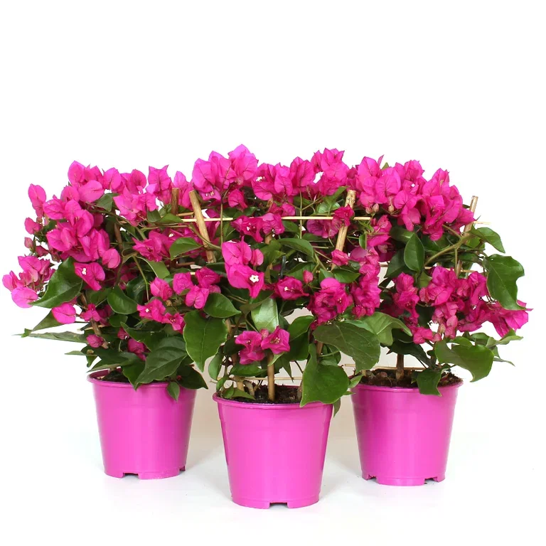 Bougainvillea 'Vera Deep Purple' Trillingblomst 'Vera Deep Purple' Ø14 cm