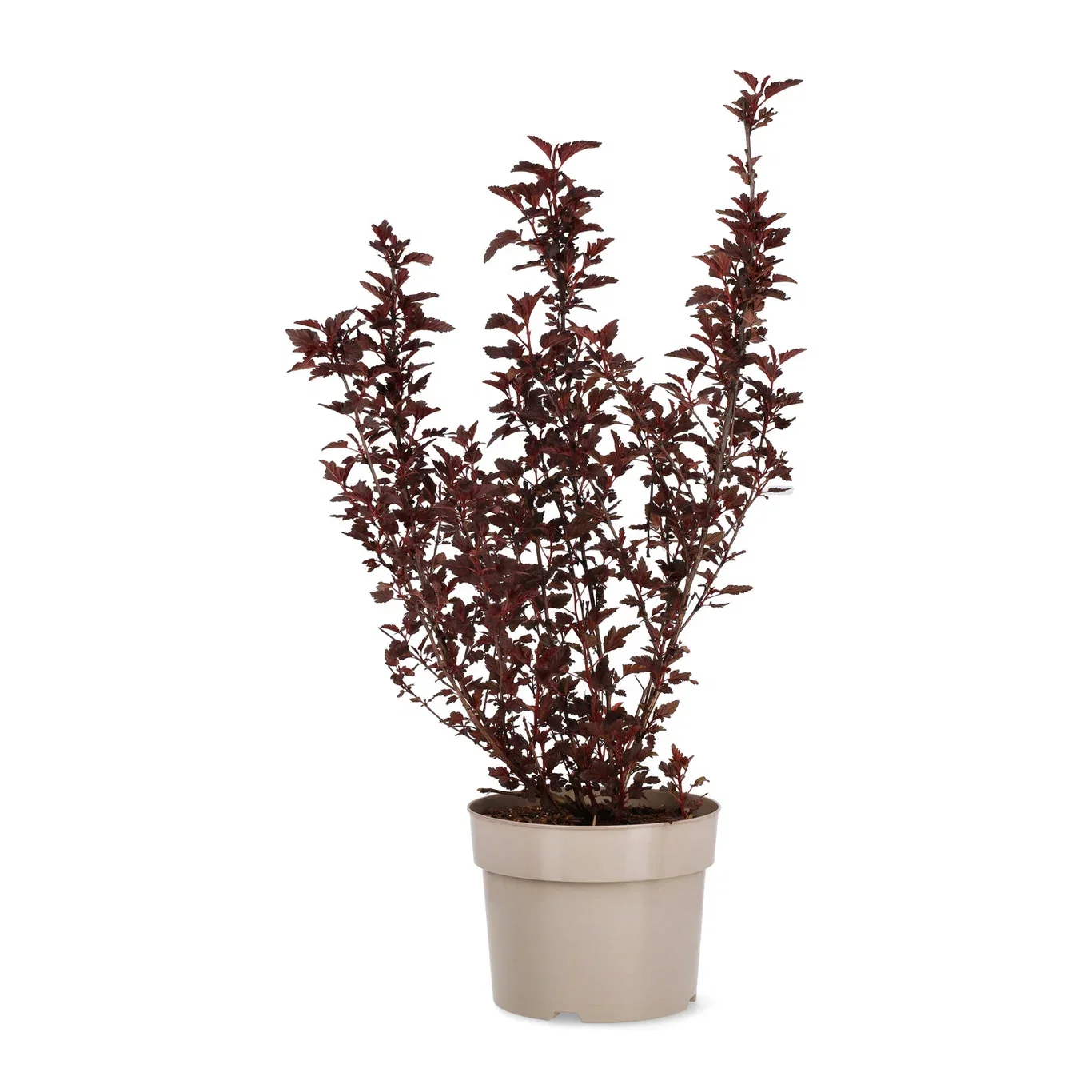 Physocarpus opulifolius ALL BLACK ('Minall2') Blærespirea ALL BLACK Ø22 cm