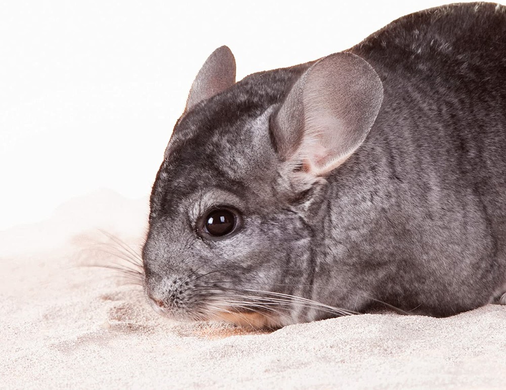 Sable à bain xtravital chinchilla 1.3kg