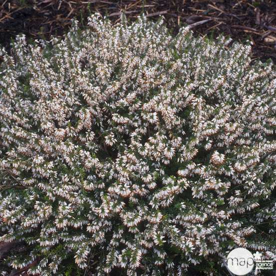 Erica x darleyensis 'White Glow' : ctr 1L