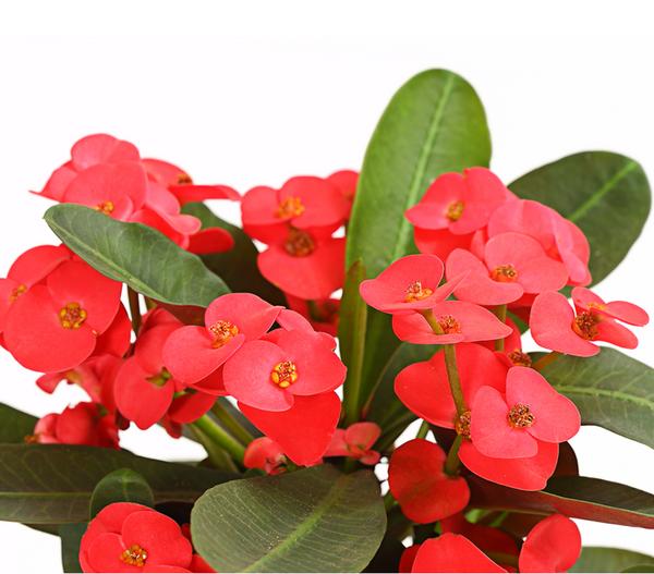Christusdorn - Euphorbia milii