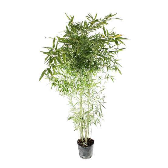 Bambou moyen phyllostachys bissetii: pot de 7 litres