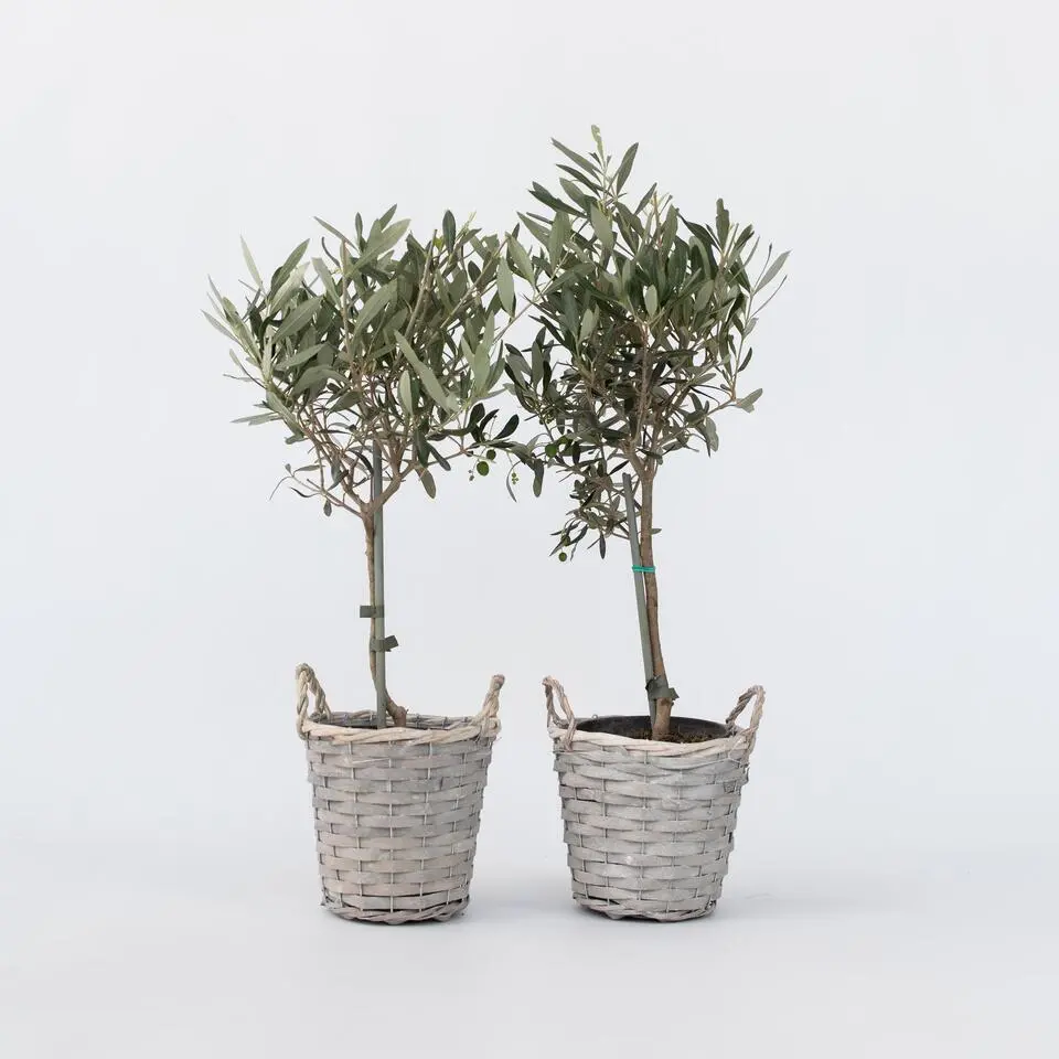 Olijfboom - Set van 2 - Olea europaea - Hoogte 50-60cm - ⌀14cm