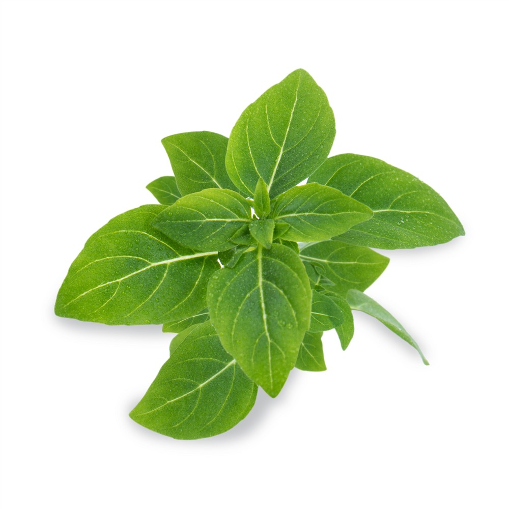 Lingot basilic fin vert bio - recharge prête à l'emploi