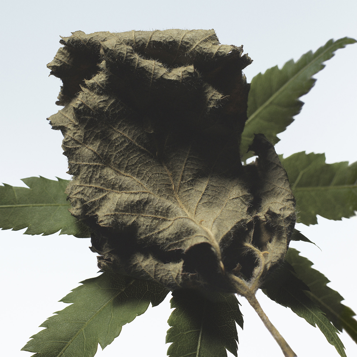 Cannabis Patchouli Hand Cream 50ml