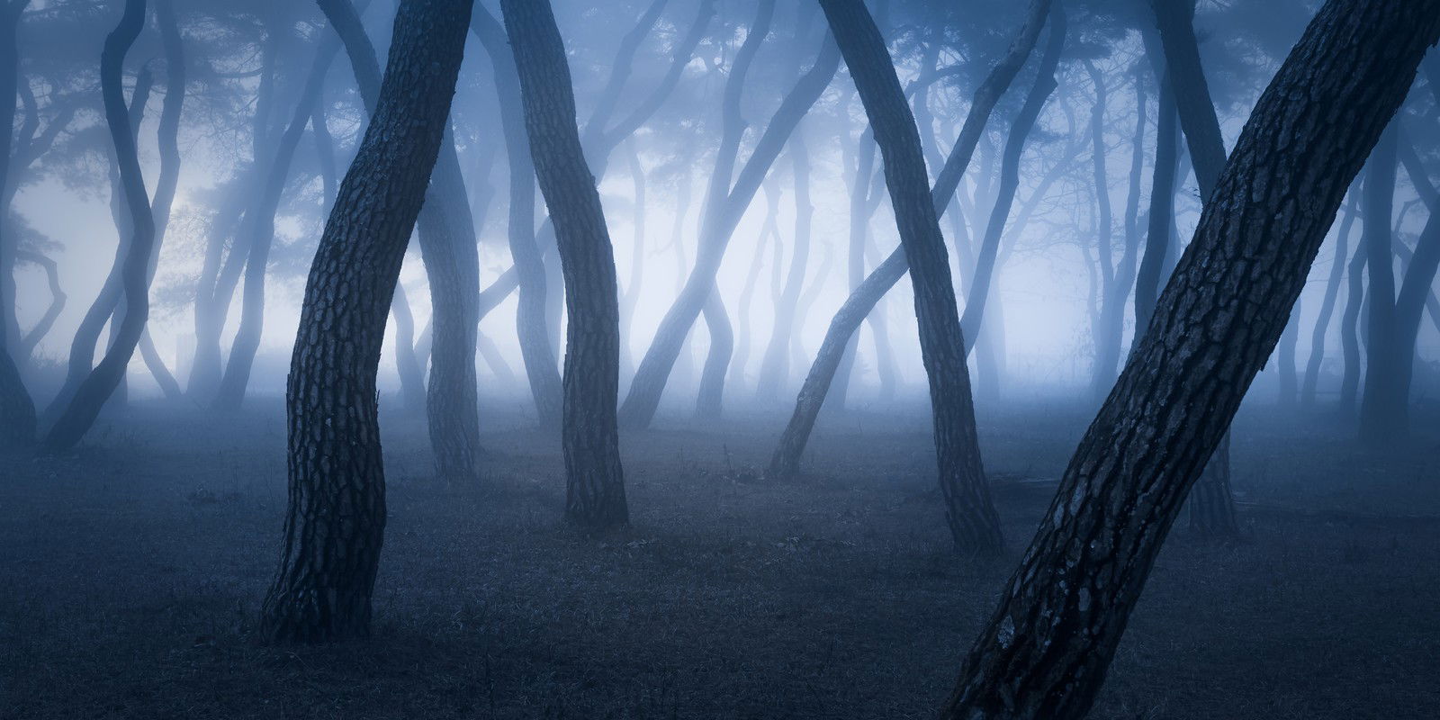 Pine Forest by Nathaniel Merz - Limited Edition. Edition of: 100. Signed.