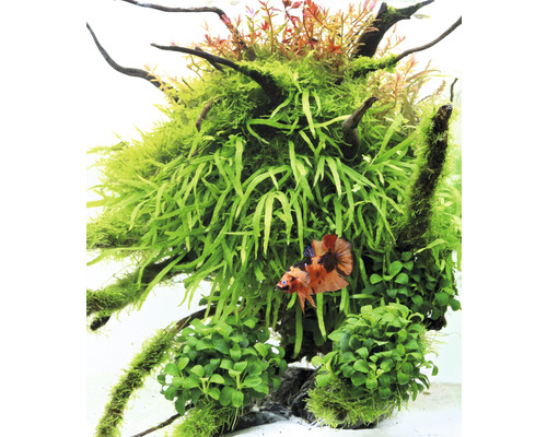 Javavaren drietand - Microsorum pteropus drietand T/10