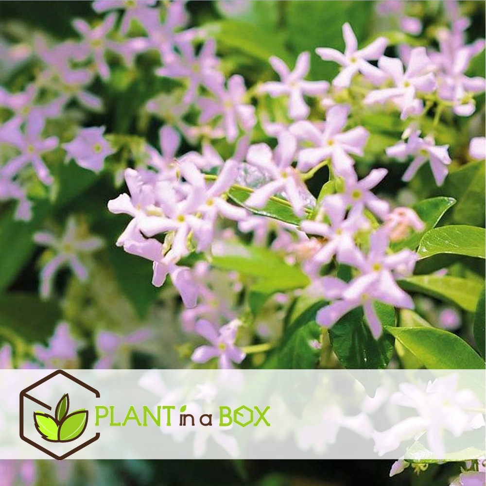 Trachelospernum jasminoides - mélange de 6 - jardin - pot 9cm - hauteur 25-40cm