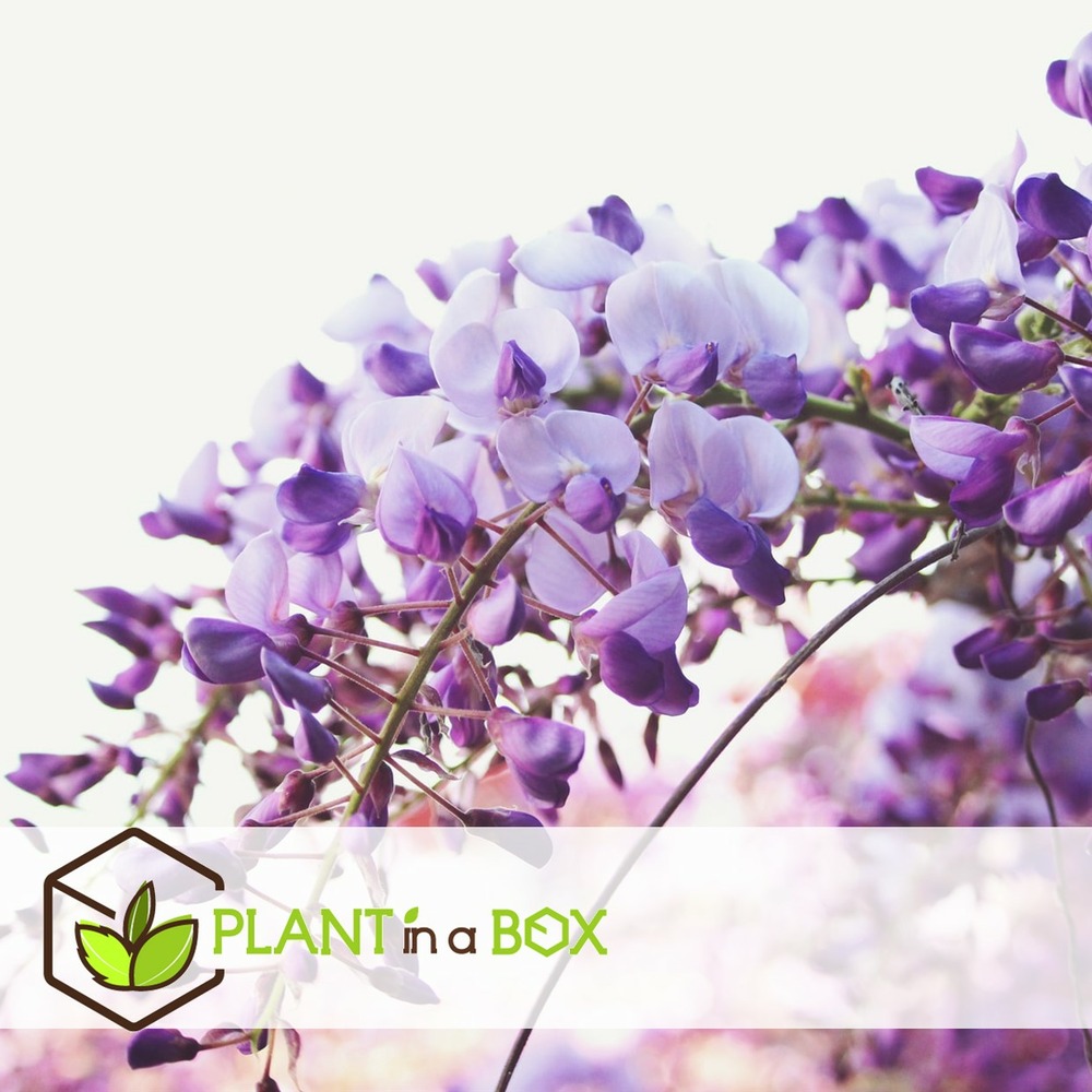 Wisteria sinensis - set de 6 - wisteria wisteria - pot 9cm - hauteur 25-40cm