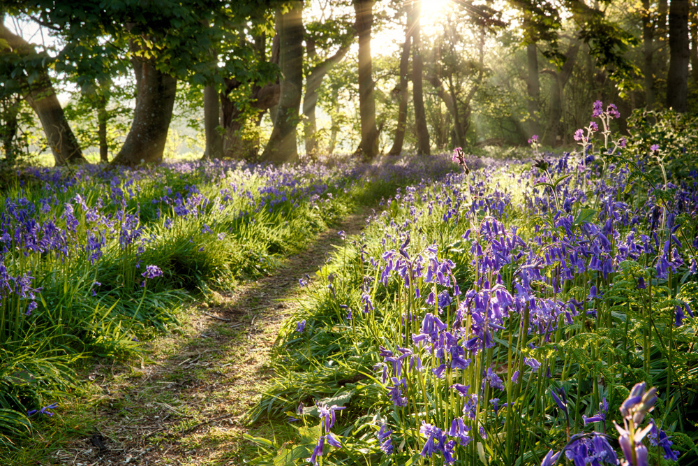 Akustikbild WALD LAVENDEL 2 80x120cm, 7kg