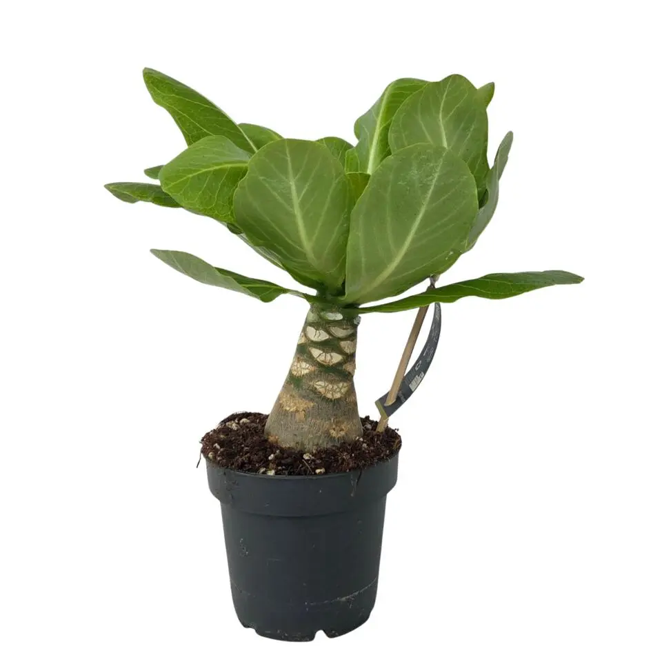 Hawaiipalm - Brighamia insignis - Hoogte 25-35cm - Pot 12cm