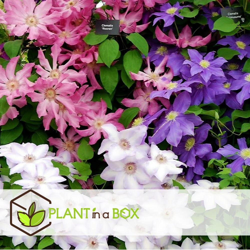 Mélange de 6 clematis - plantes de jardin - pot 9cm - hauteur 25-40cm