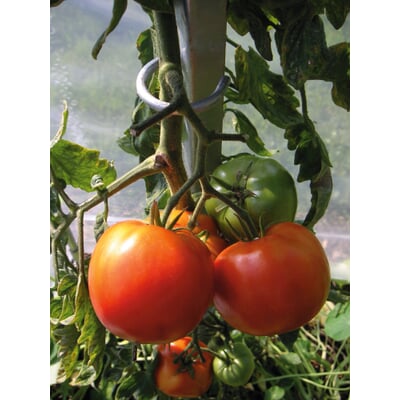 Tomatenstab Stahl verzinkt