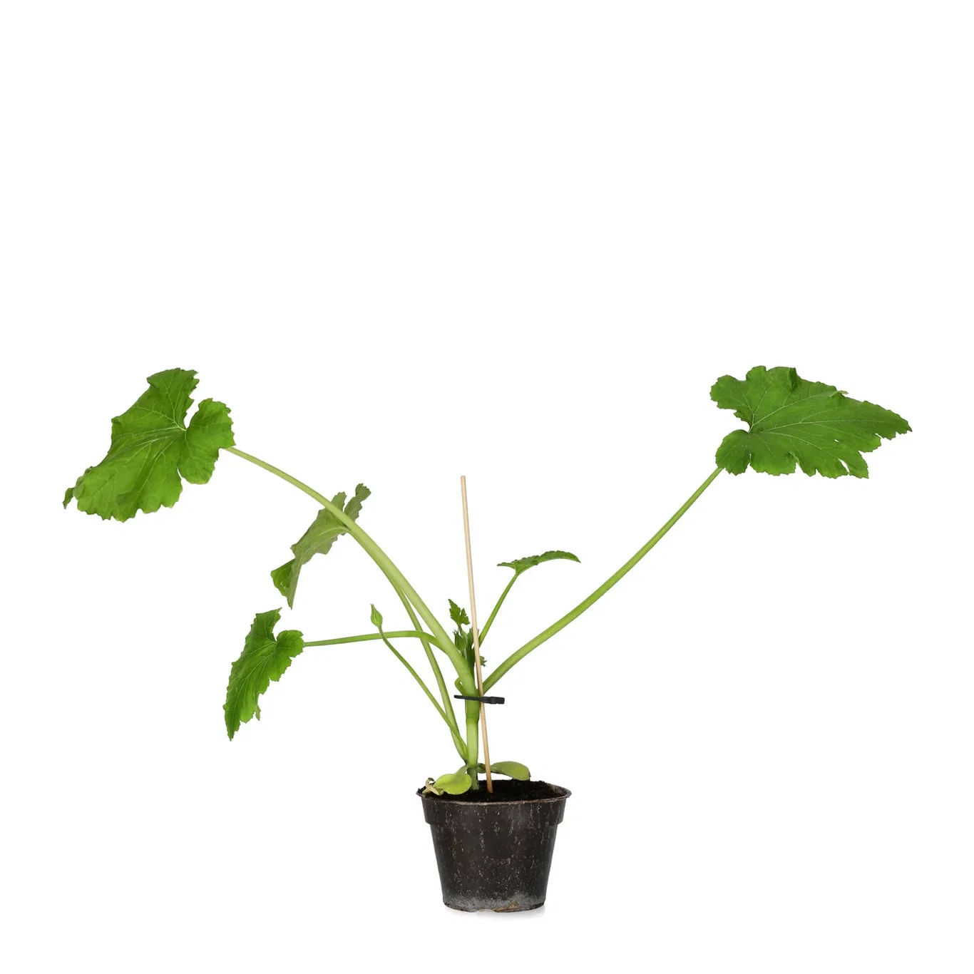 All Nature Cucurbita pepo 'Ladoga' Sommersquash 'Ladoga' Ø10,5 cm