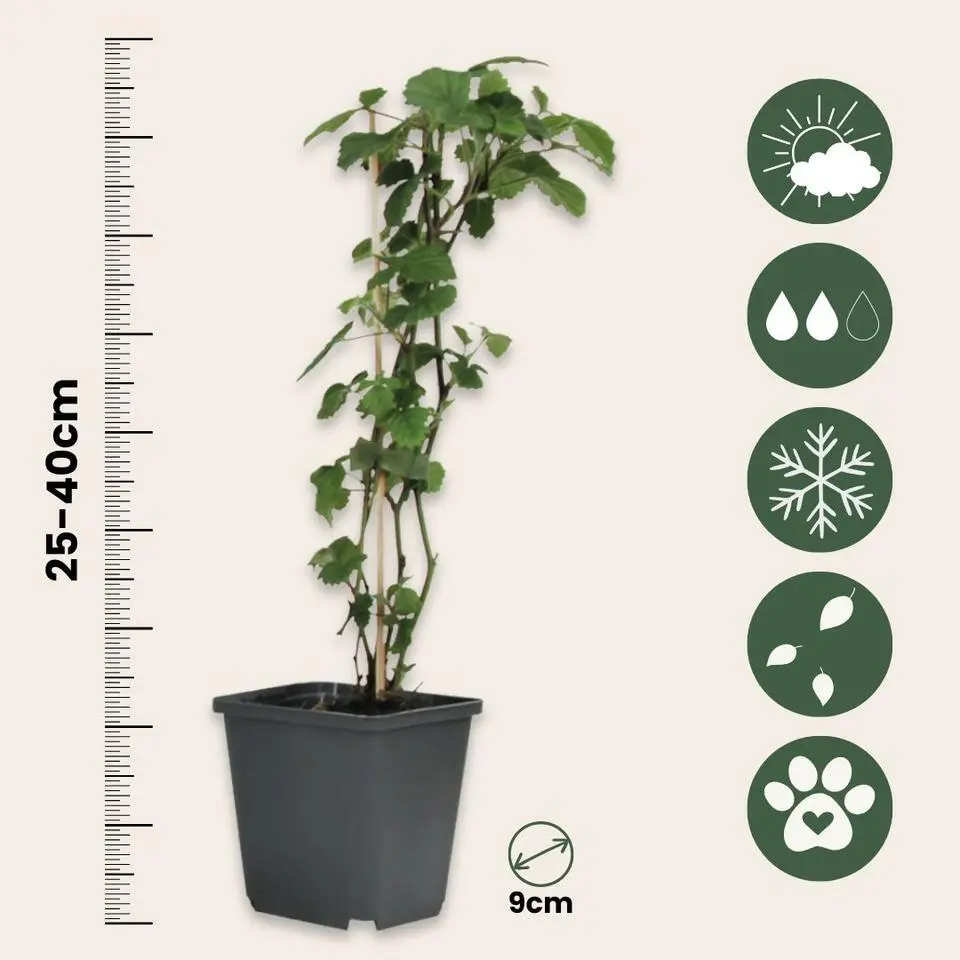 Bessenplanten - Set van 4 - Rubus Rubrum Uva Fructosus - Hoogte 25-40cm - ⌀9cm
