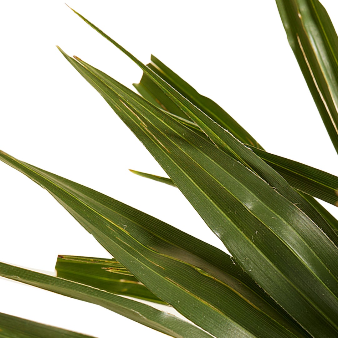 2x Trachycarpus Fortunei - Chinese waaierpalm - Palm - Winterhard - ⌀19 cm - ↕50-60 cm