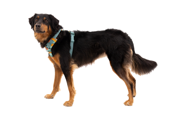 Ruffwear Front Range Harness<br> Hverdagssele