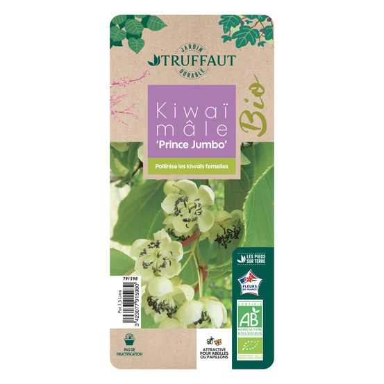 Kiwaï 'Prince Jumbo' bio : pot de 1,5 litres