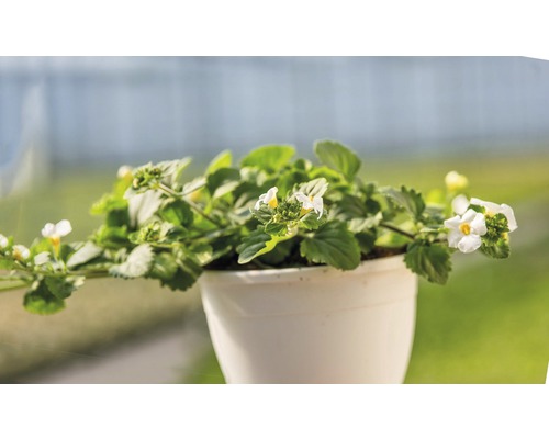 Sneeuwvlokbloem FloraSelf Bacopa x Hybride 'Gulliver Dynamic White' Ø 12 cm pot
