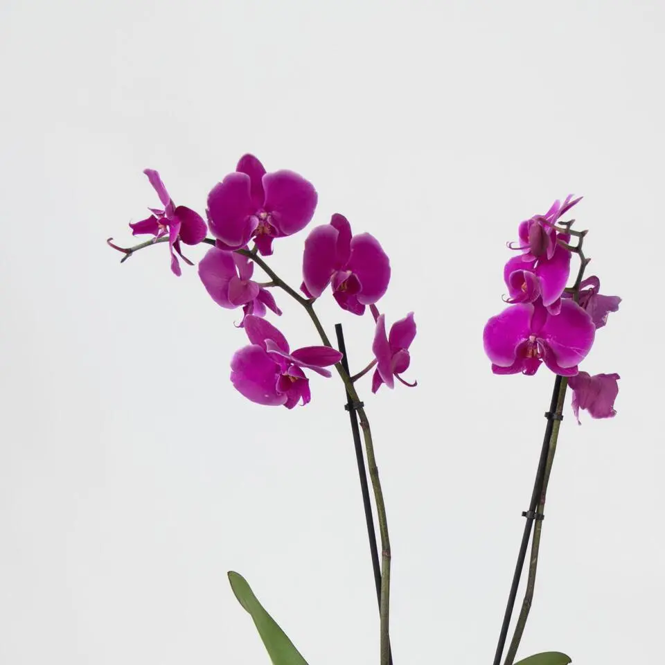 Orchidee - Phalaenopsis - Hoogte 50-60cm - ⌀12cm