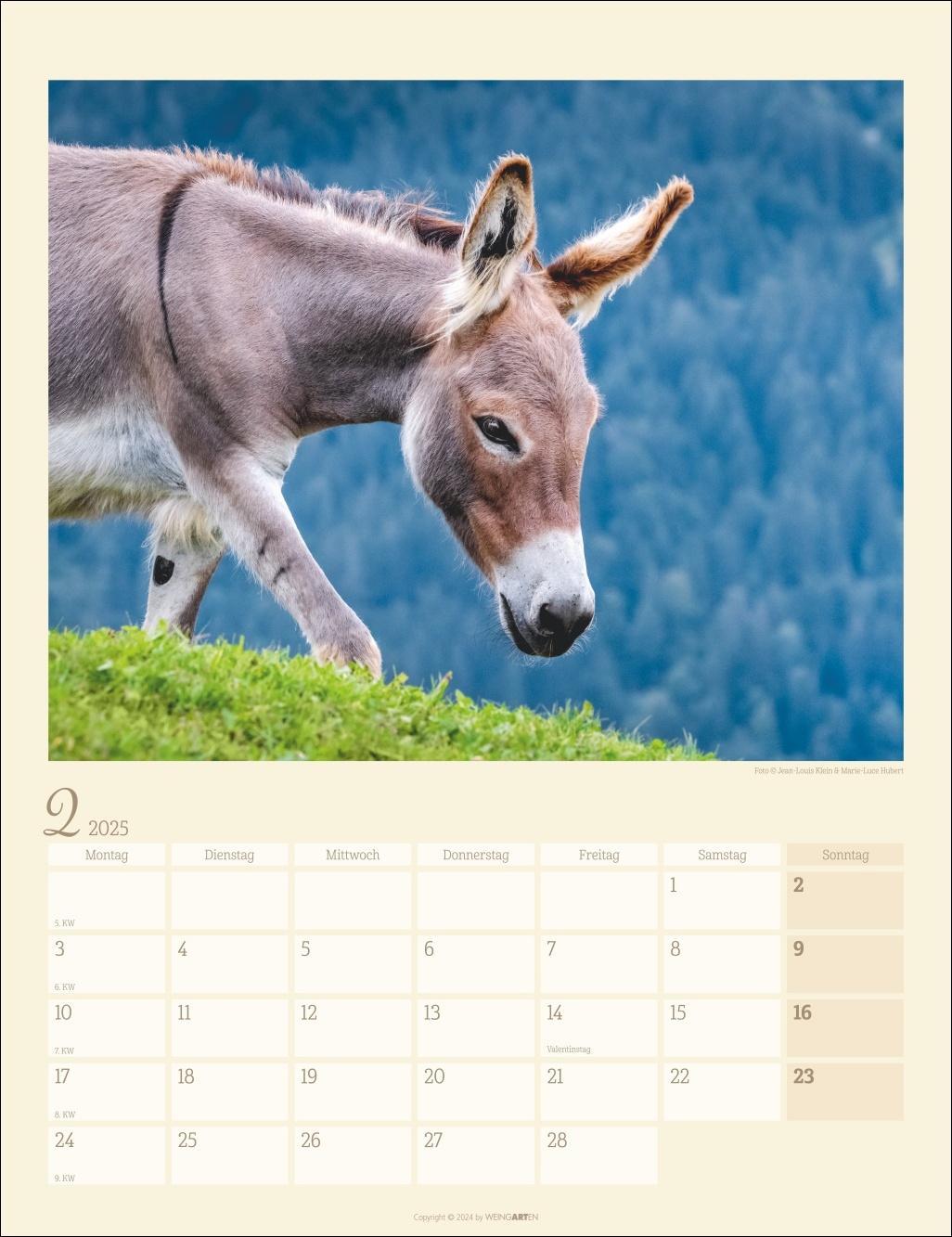 Esel Kalender 2025