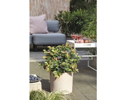 Blueberry BrazelBerry ® 'Perziksorbet' H 25-30 cm Co 4.5 L