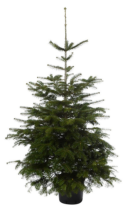 Sapin naturel Nordmann en pot 150cm
