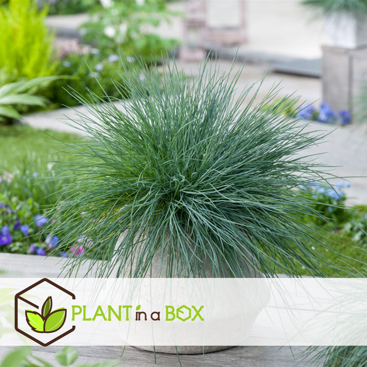 Festuca glauca 'elijah blue' - set de 6 festuca - pot 9cm - hauteur 10-15cm