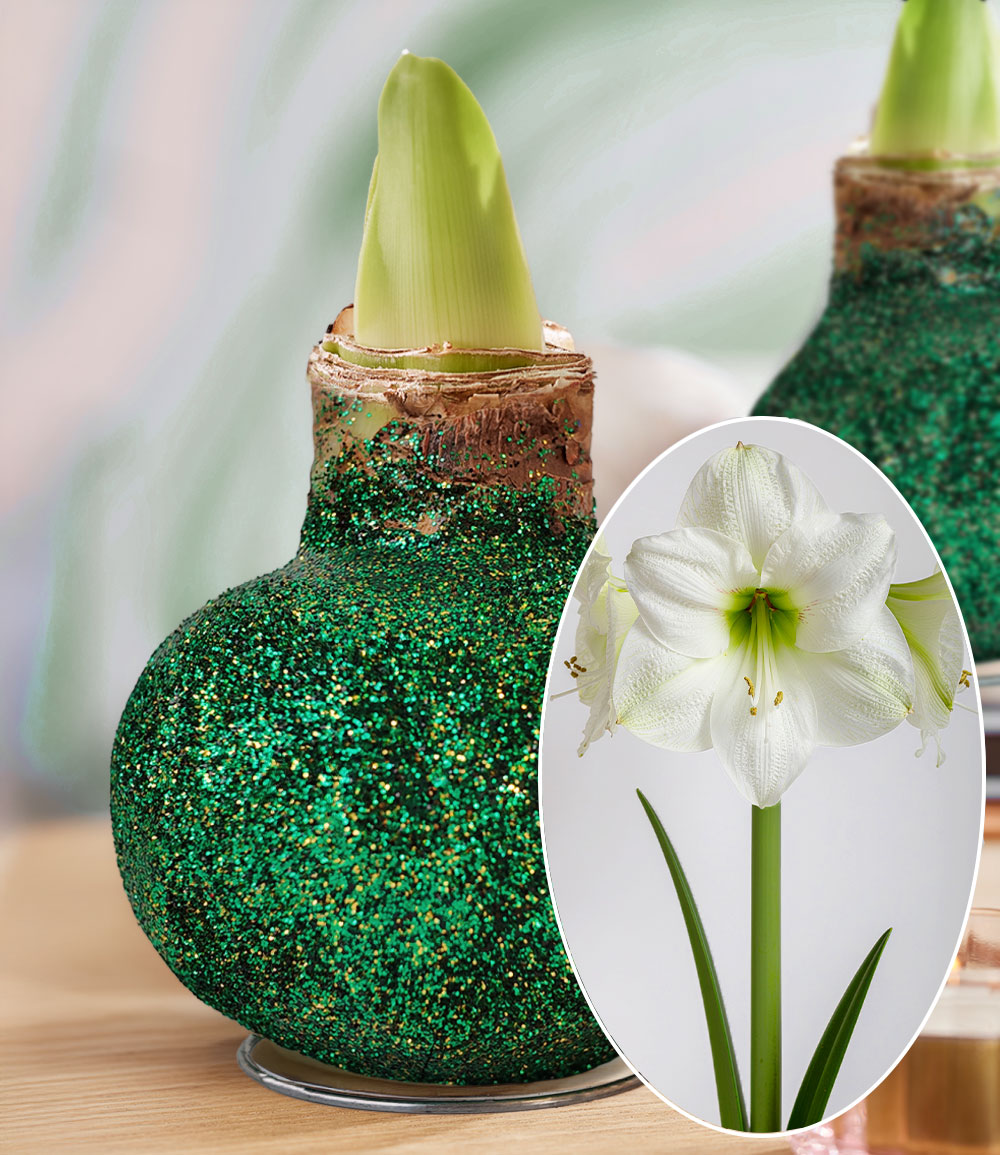 XL Wachs-Amaryllis 'Touch of Glitter' Grün, weiße Blüte