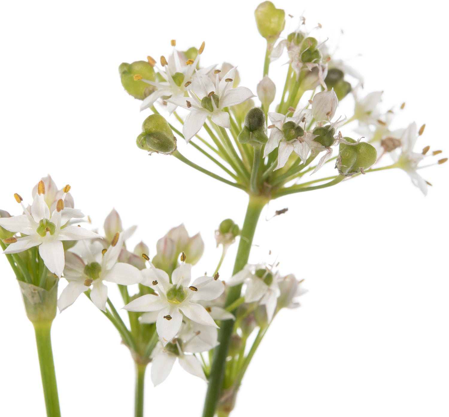 Knoflookbieslook (Allium tuberosum) D 11 H 10 cm