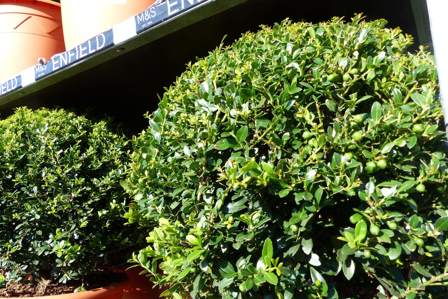 PREMIUM 2 stuks Ilex crenata Stokes bol rond Ø 40 - 45 cm Buxusvervanger winterhard + robuust