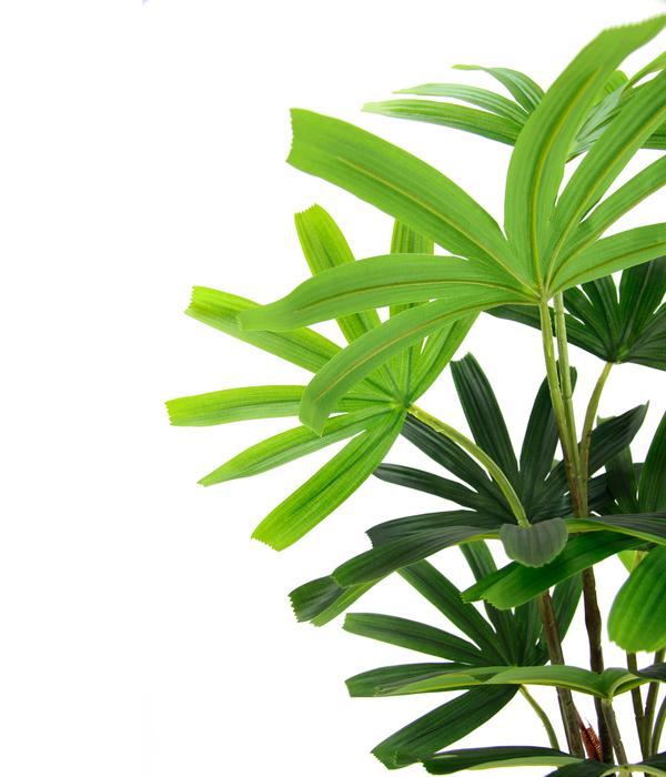 I.GE.A. Kunstpflanze Palme Rhapis im Topf, ca.