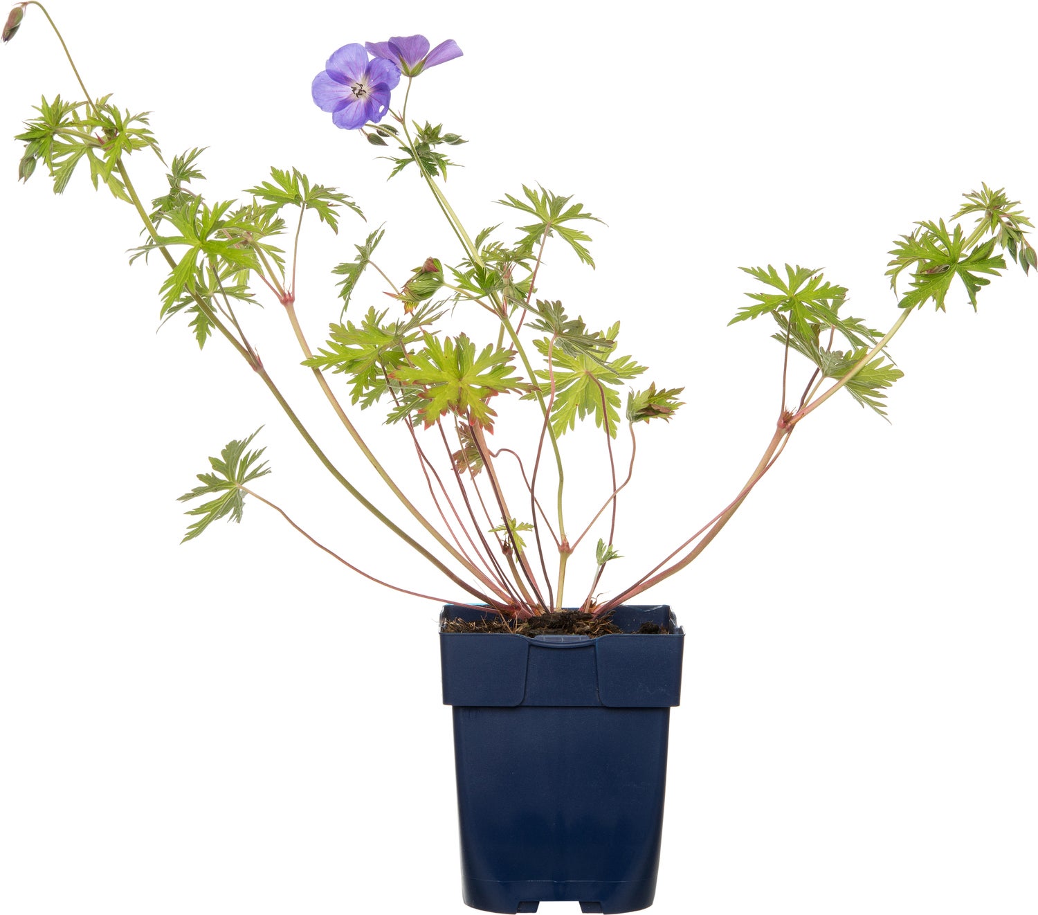 Ooievaarsbek (Geranium hybride 'Brookside') D 11 H 10 cm