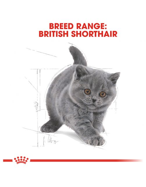 Royal Canin British Shorthair Kitten - Kitten-Kattenvoer