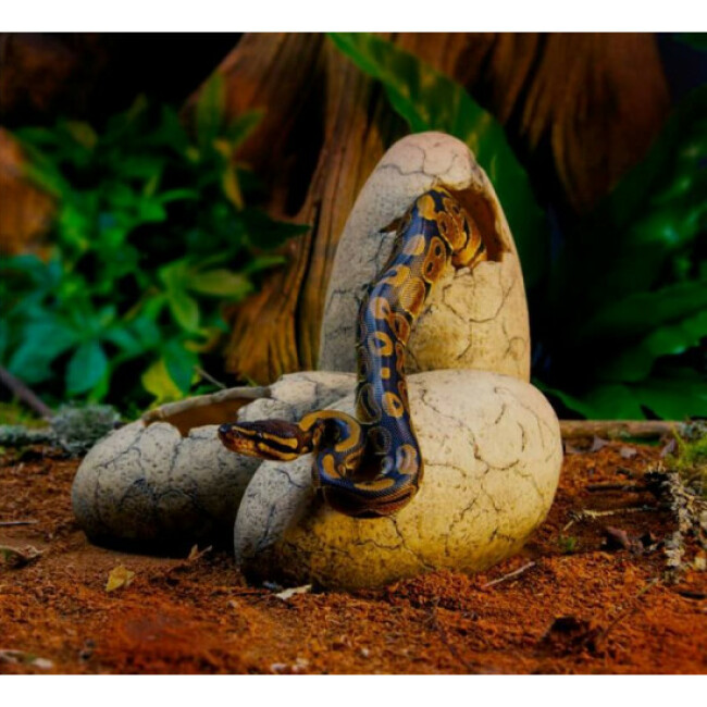 Décoration œufs de dinosaure pour terrarium Exo Terra