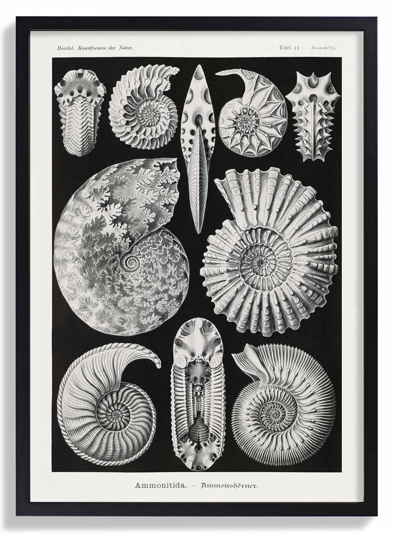 Ammonitida von Ernst Haeckel