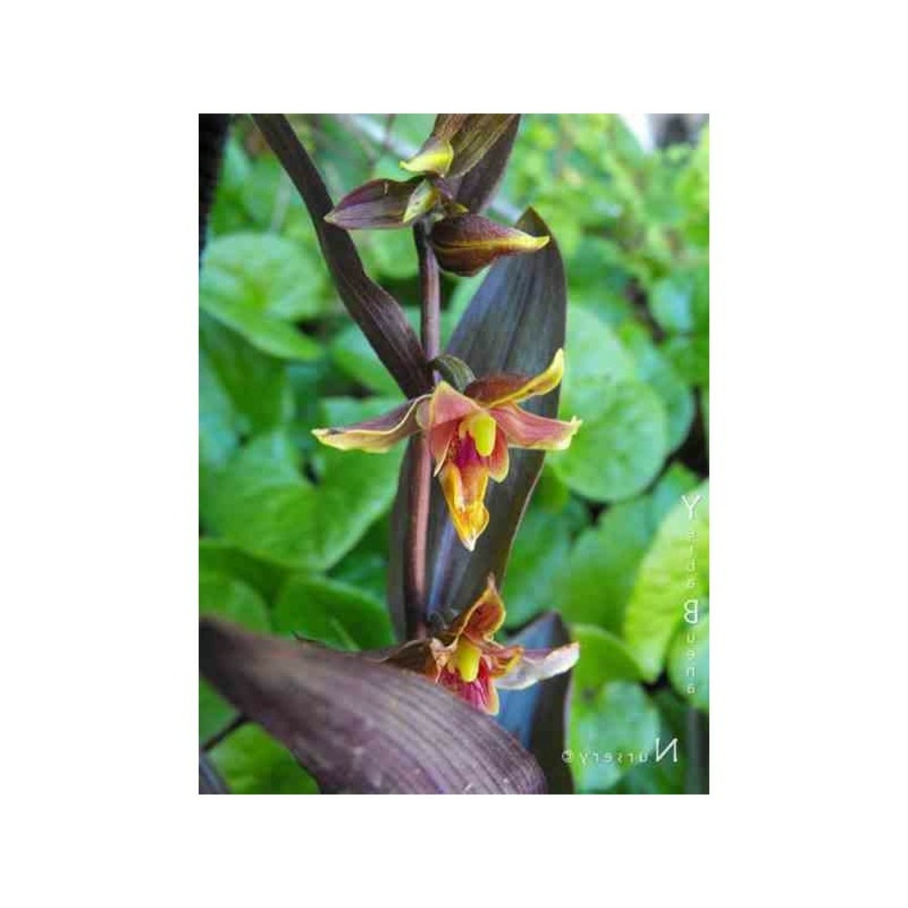 Epipactis 