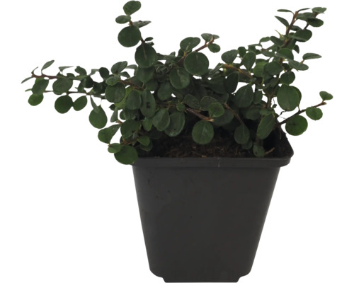 Dwergcotoneaster FloraSelf Cotoneaster dammeri 'Evergreen' H 10-15 cm Ø 9 cm pot