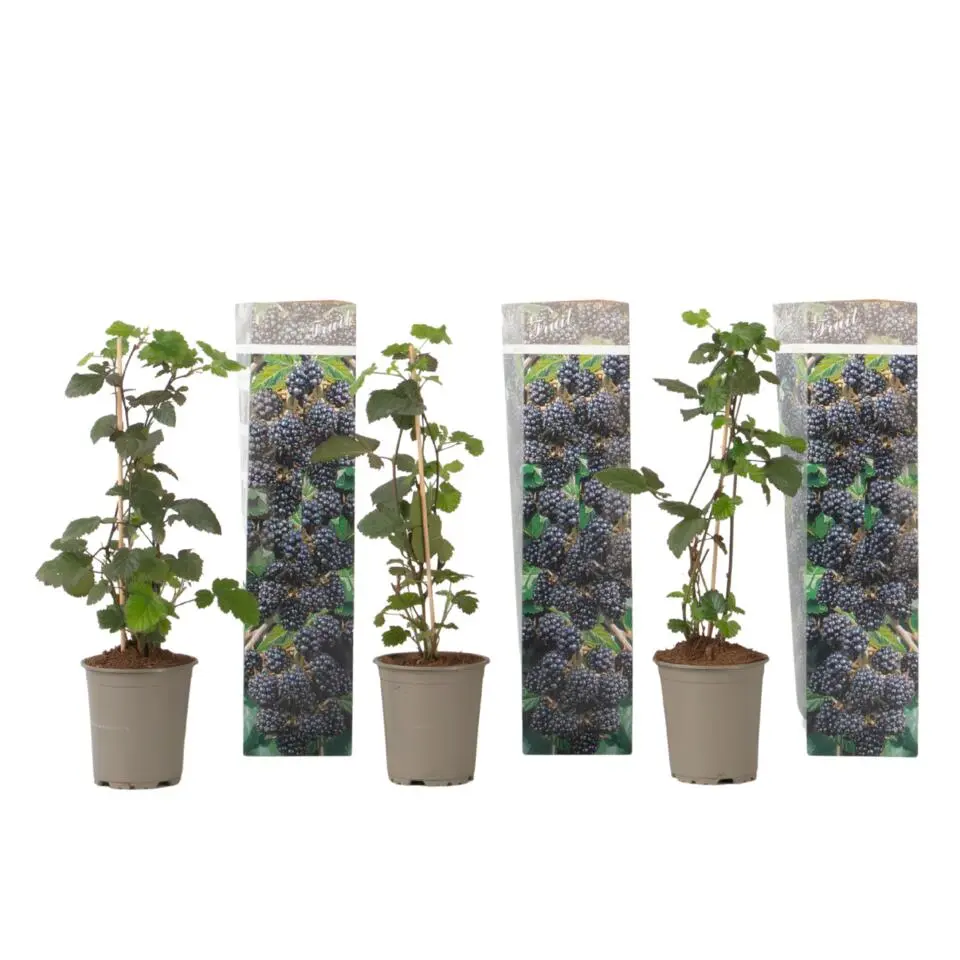 Bramenplant - Set van 3 - Rubus Thornless - Hoogte 25-40cm - ⌀9cm