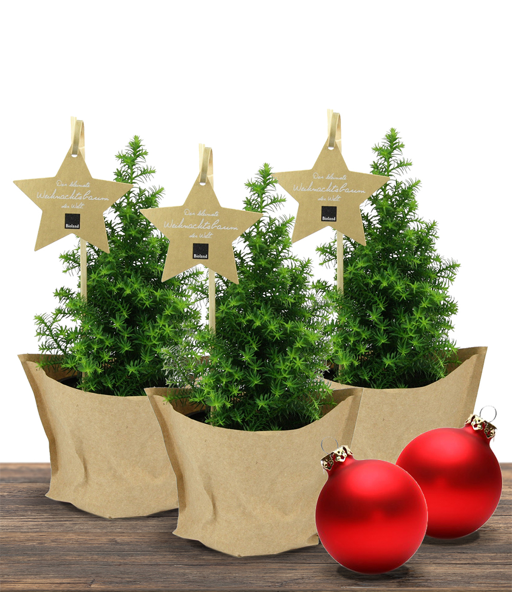 Mini-Weihnachtsbaum 3er-Set