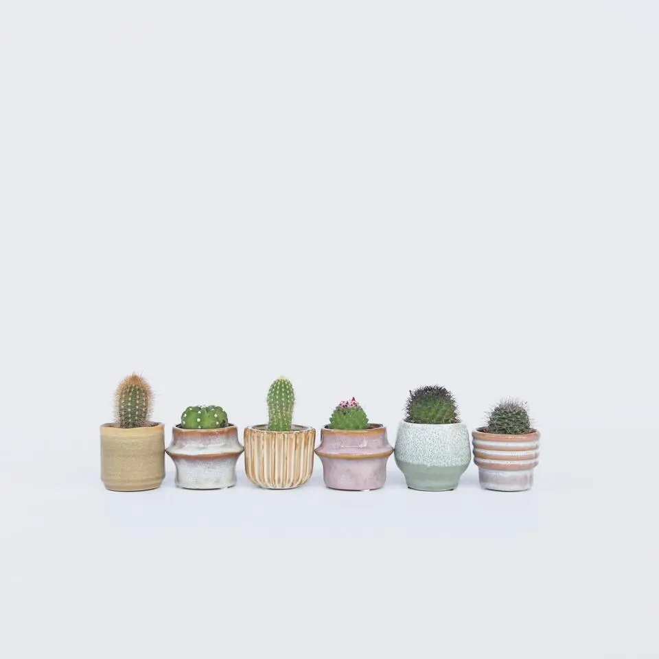 Mix cactus - Set van 6 - Cactus - Hoogte 5-10cm - ⌀5,5cm