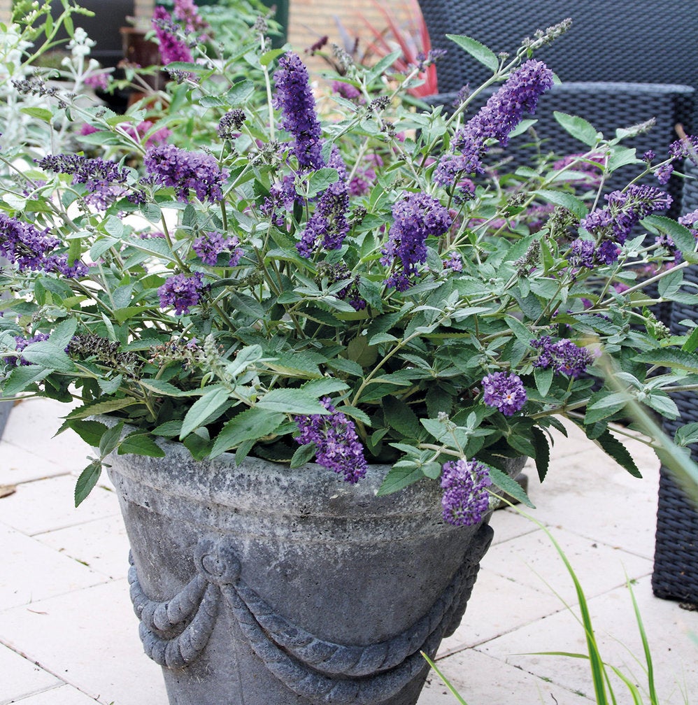 Dwergvlinderstruik (Buddleja davidii 'Free Petite') D 19 H 40 cm