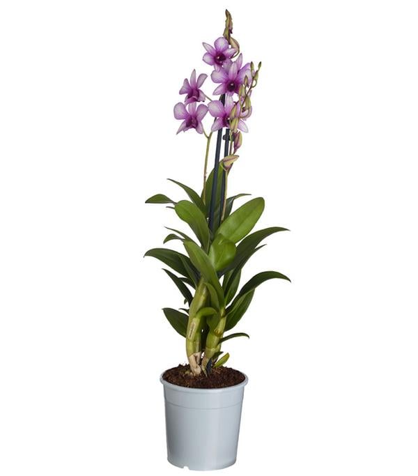 Traubenorchidee - Dendrobium compactum 'Polar