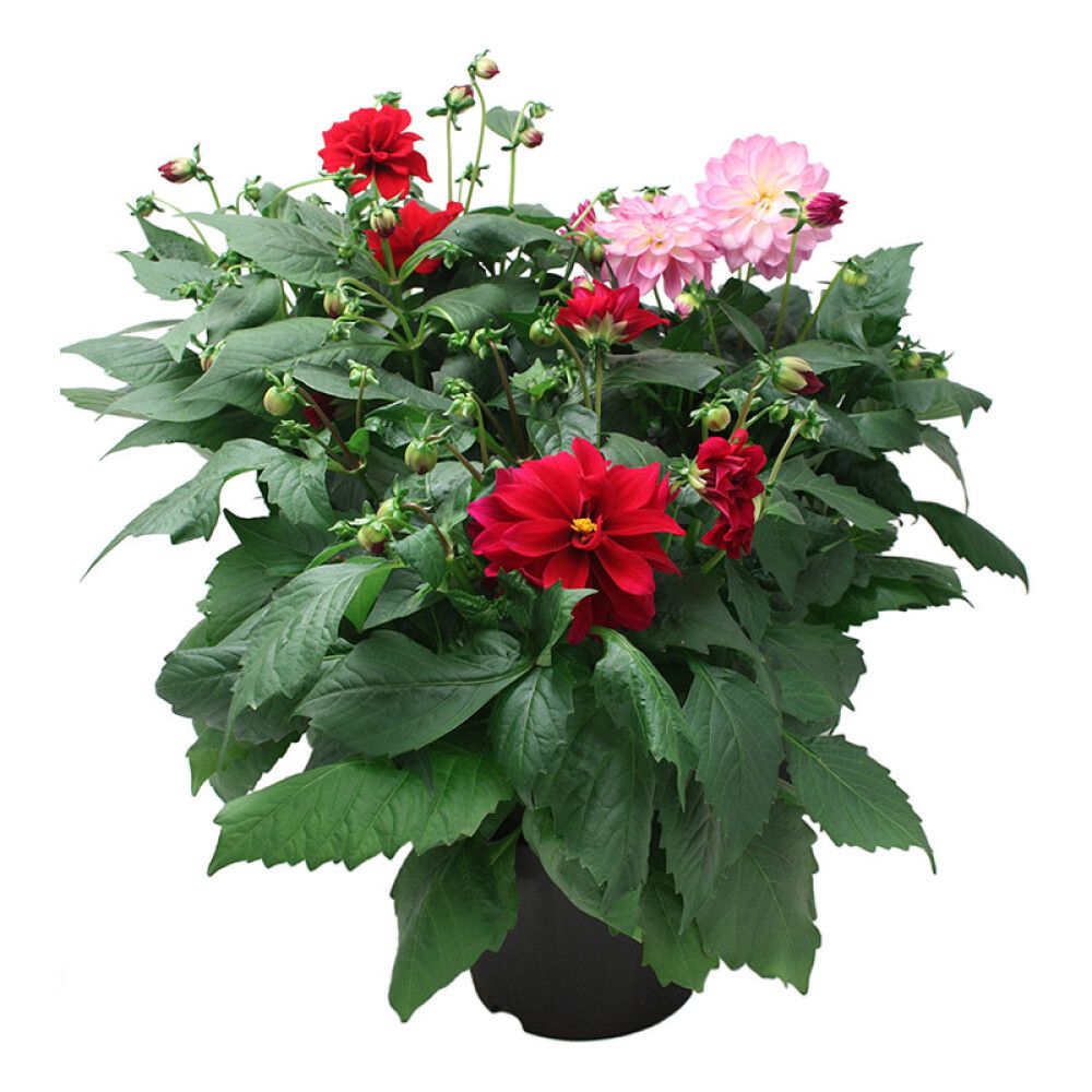 DAHLIA GEORGINE Ø19CM