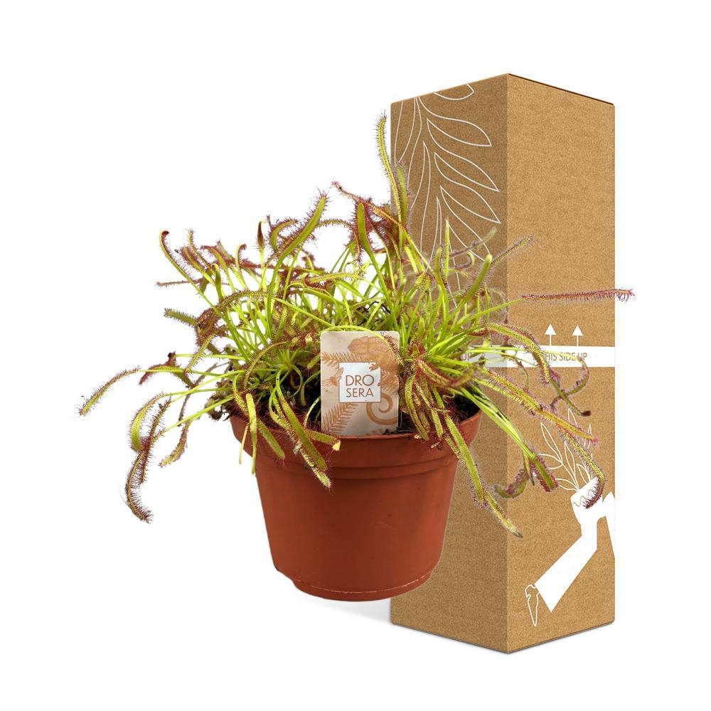 Plante d'intérieur - drosera capensis 17.0cm