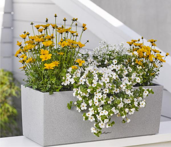 Schneeflockenblume