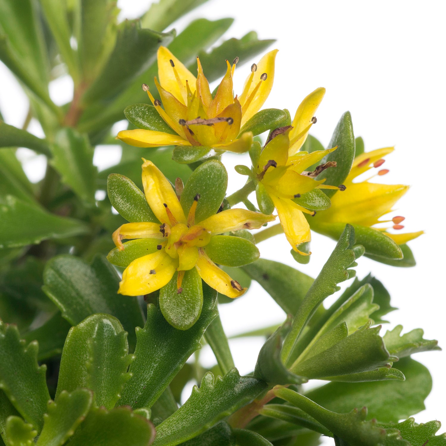 Vetkruid (Sedum floriferum 'Weihenstephaner Gold') D 11 H 15 cm