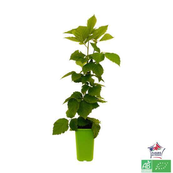 Mûrier 'Little Black Prince®' bio : pot de 1,5 litres