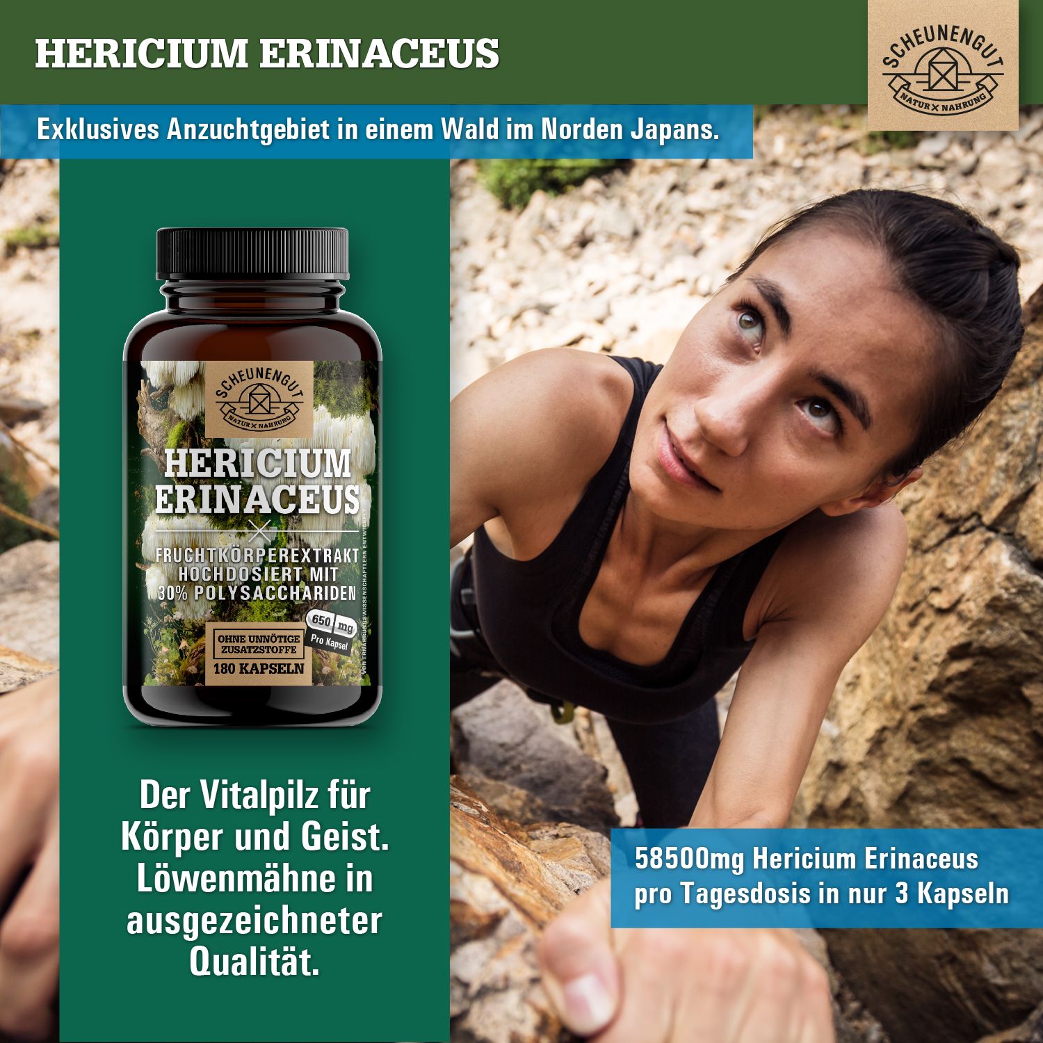 Scheunengut® Lions Mane | hochdosierter Hericium Erinaceus Extrakt 30:1 | 30% Polysaccharide