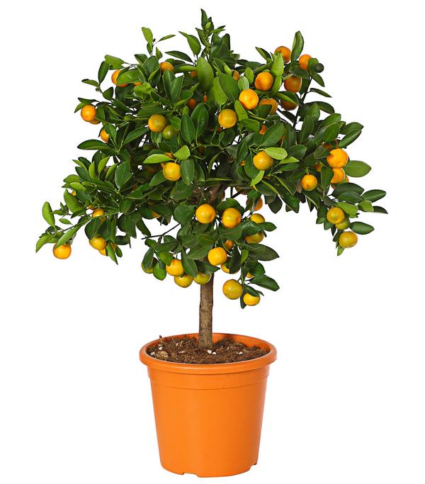 Calamondin-Orange